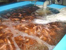 GLOBAL : New Guide to Farming Tilapia: Breeding and Hatchery GLOBAL : New Guide to Farming Tilapia: Breeding and Hatchery
