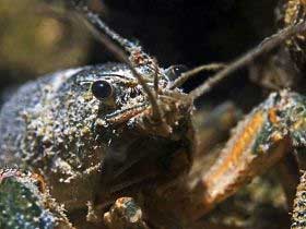 New Research Finds Better Lobster Numbers Can Increase Disease Risk New Research Finds Better Lobster Numbers Can Increase Disease Risk