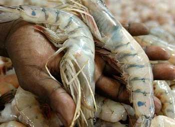 Fisheries-aquaculture production increases, but value falls Fisheries-aquaculture production increases, but value falls